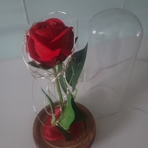 Rose flower